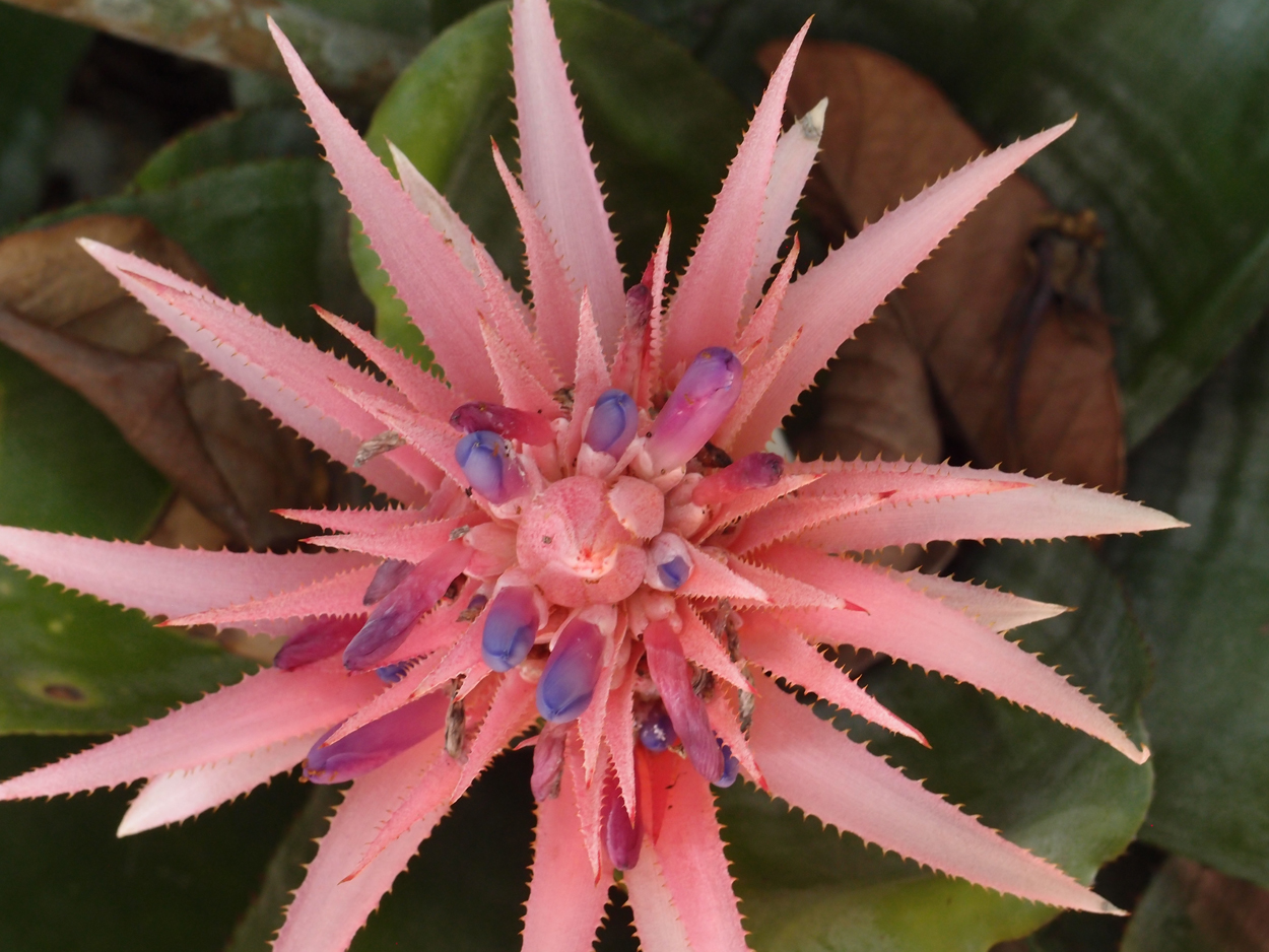 2016-02-18 Paulas Garten (Fotos)